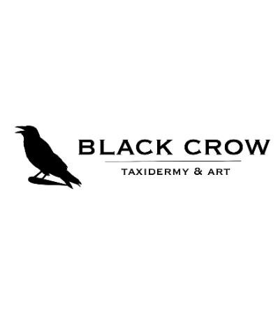Black Crow Taxidermy & Art