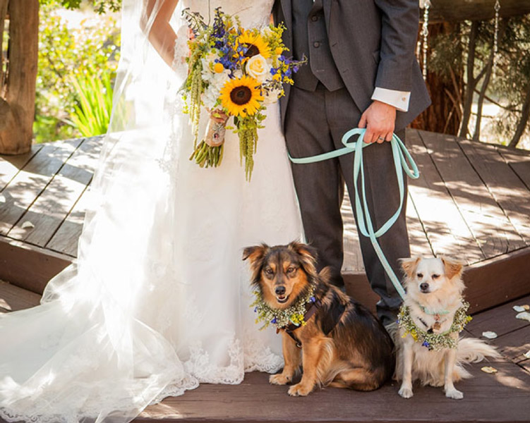 5 Aspects to Consider Before Having Your Pet At the Wedding
