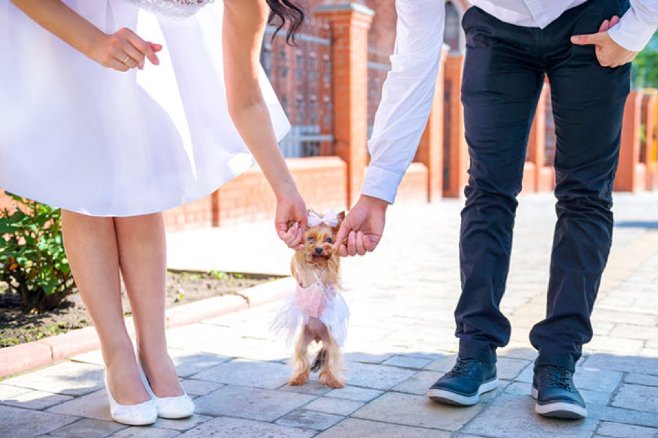 5 Aspects to Consider Before Having Your Pet At the Wedding