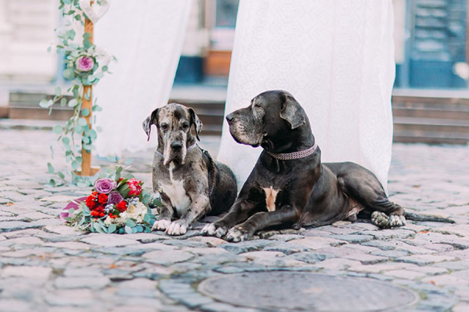 5 Aspects to Consider Before Having Your Pet At the Wedding