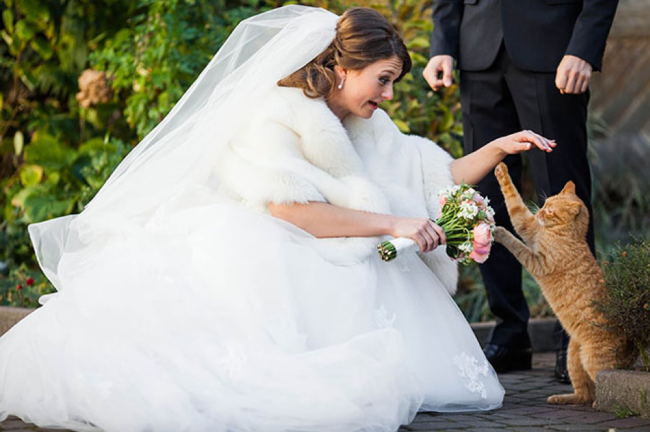 5 Aspects to Consider Before Having Your Pet At the Wedding