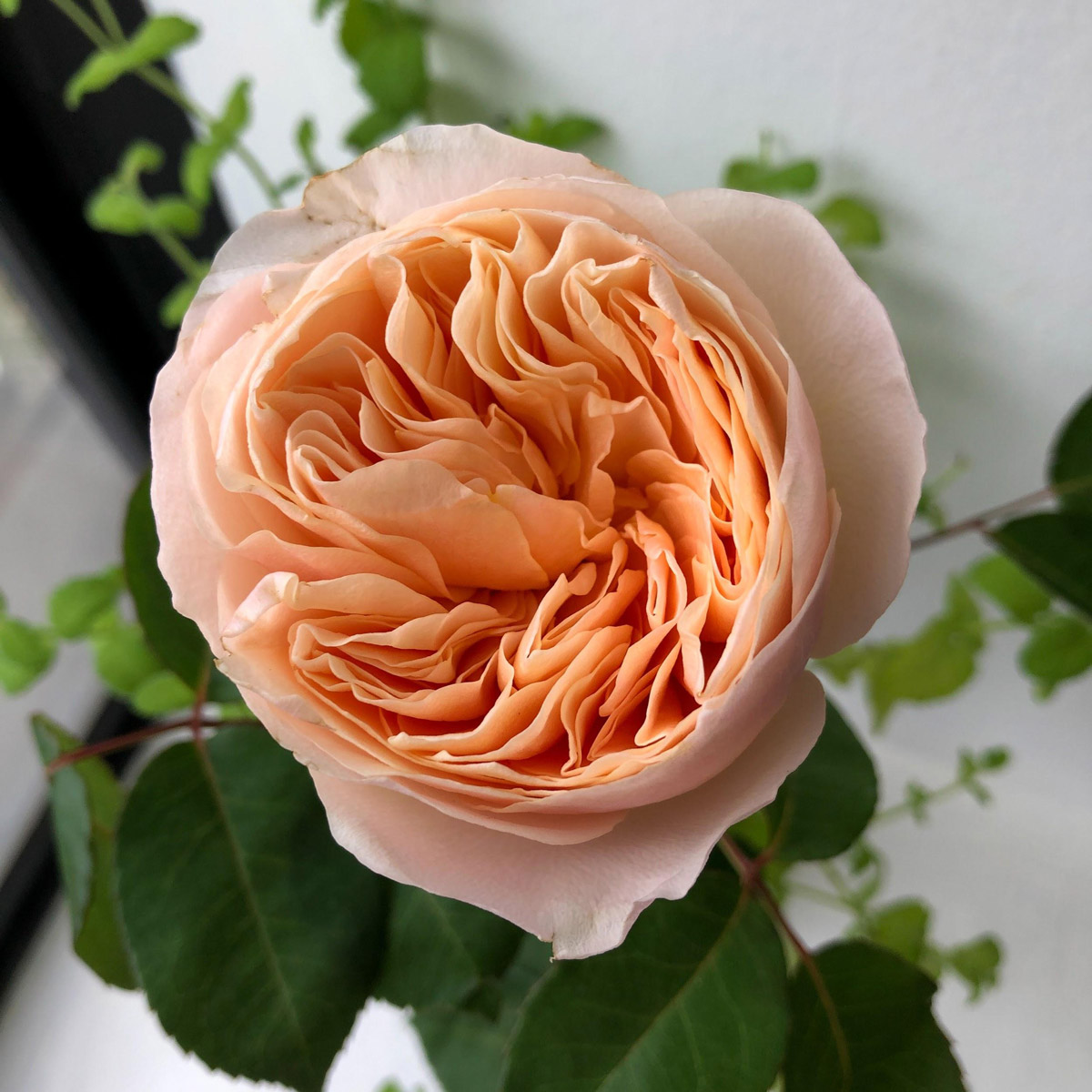 Top 10 Premium Roses in Singapore Perfect for Weddings & Gifts