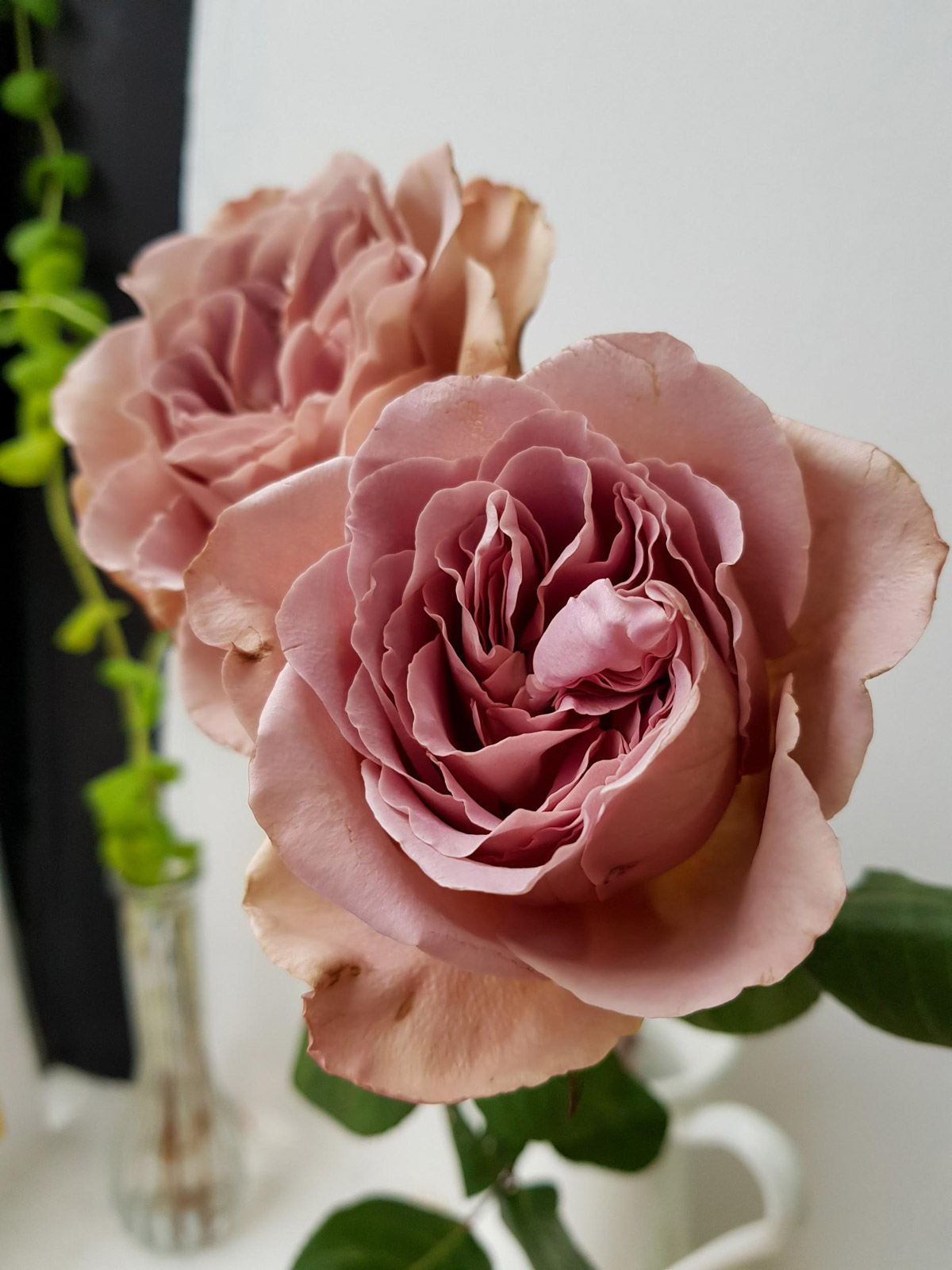 Top 10 Premium Roses in Singapore Perfect for Weddings & Gifts