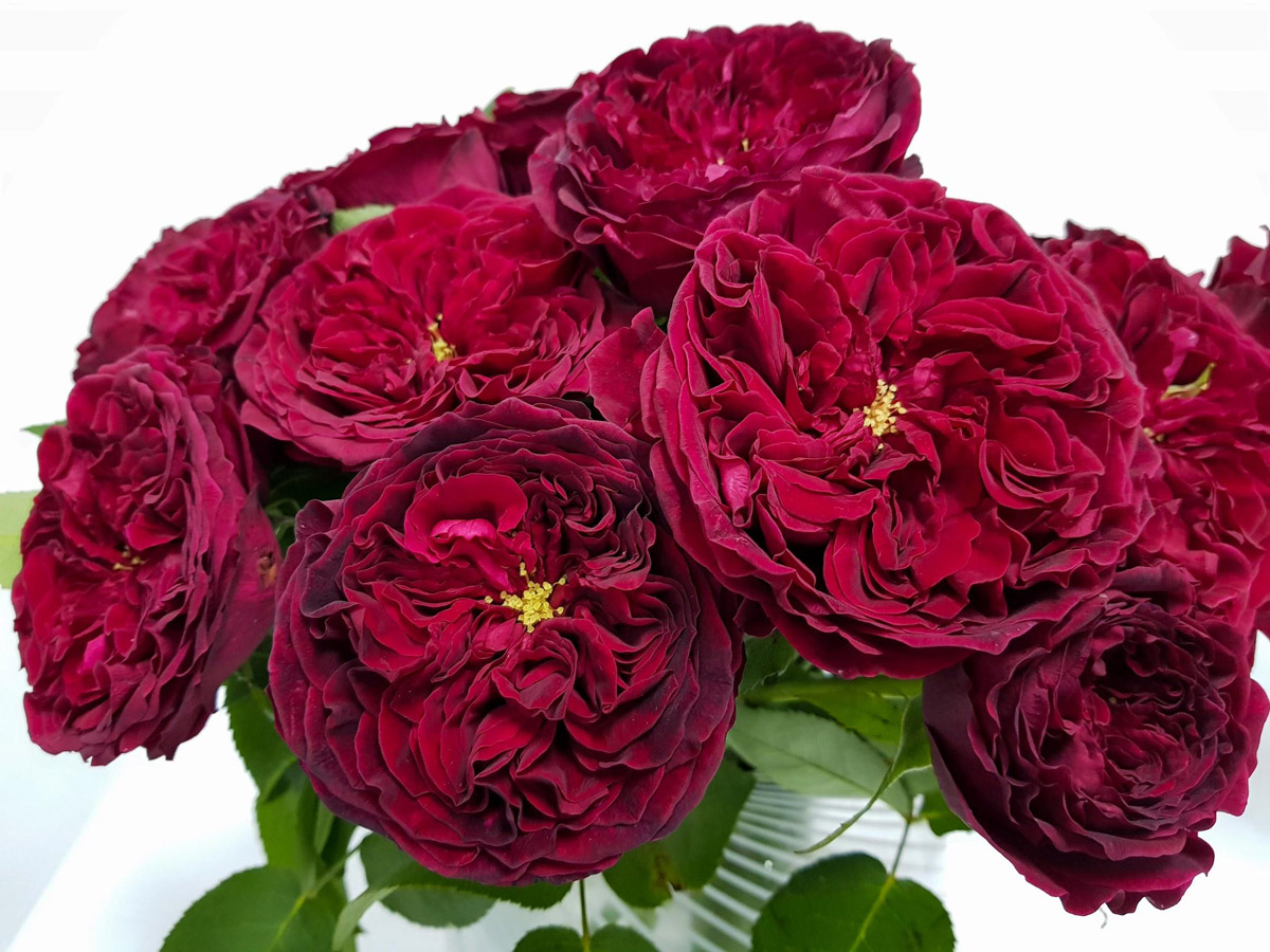 Top 10 Premium Roses in Singapore Perfect for Weddings & Gifts