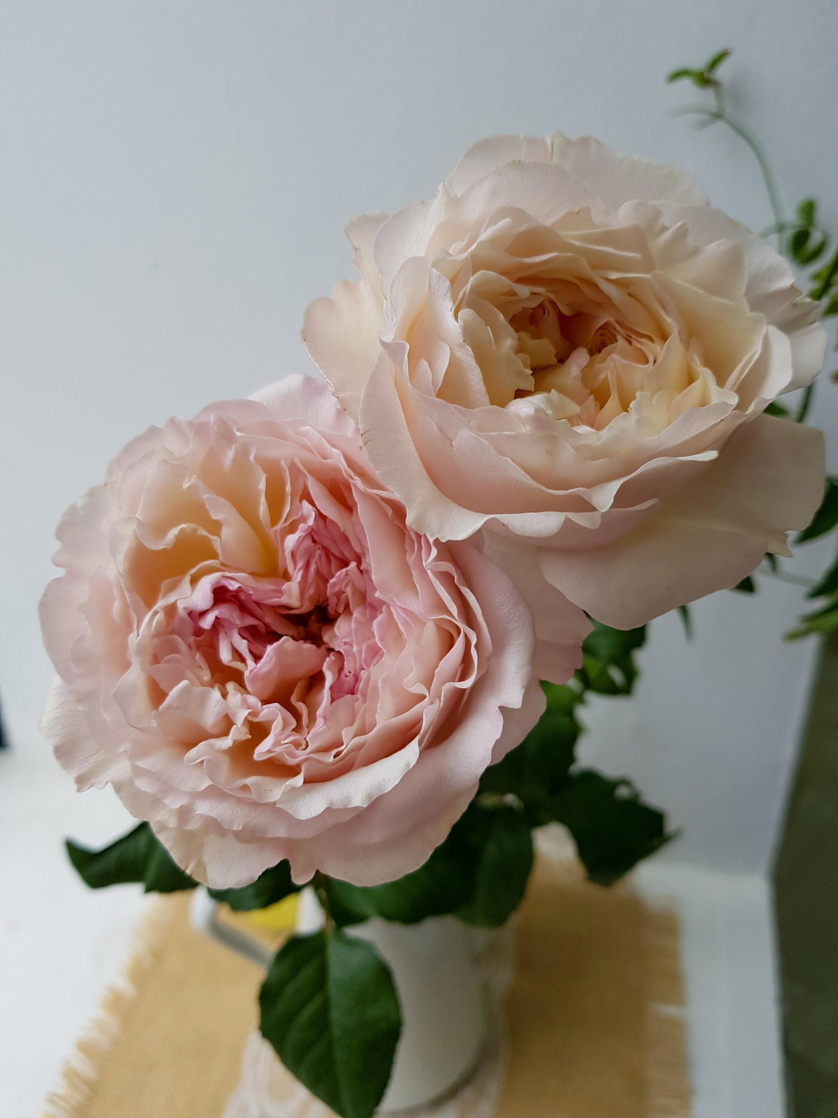 Top 10 Premium Roses in Singapore Perfect for Weddings & Gifts