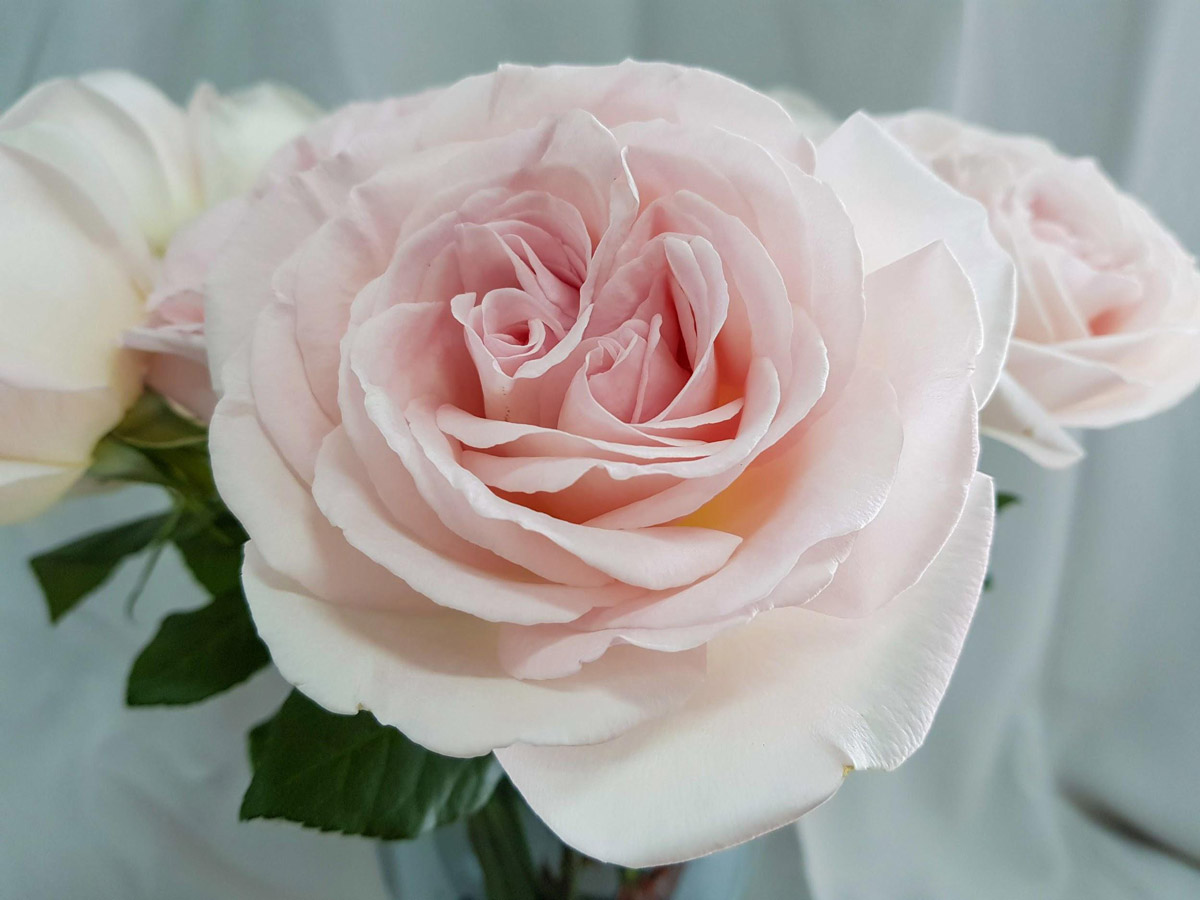 Top 10 Premium Roses in Singapore Perfect for Weddings & Gifts