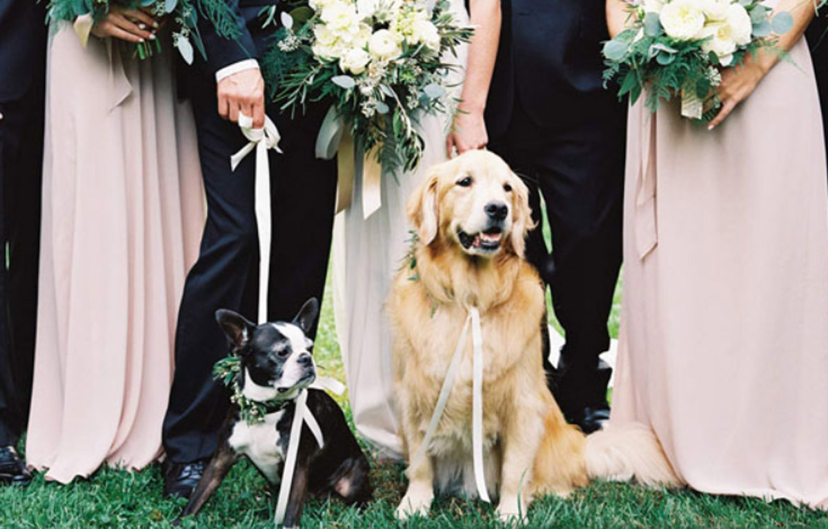 10 Wedding Venues That Welcome Pets with Open Arms