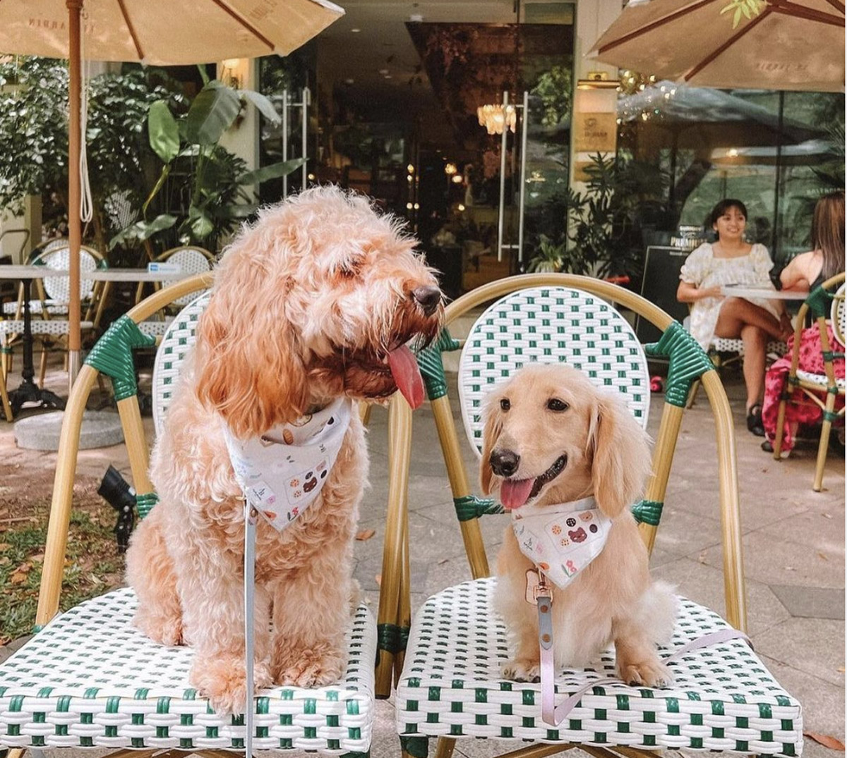 10 Wedding Venues That Welcome Pets with Open Arms