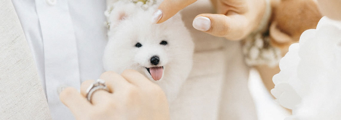 Woolly Pet